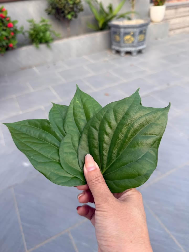 Đất nền mặt tiền ĐT 295 Bắc Lý, Hiệp Hòa - 78.5m² thổ cư, giá 2.7 tỷ