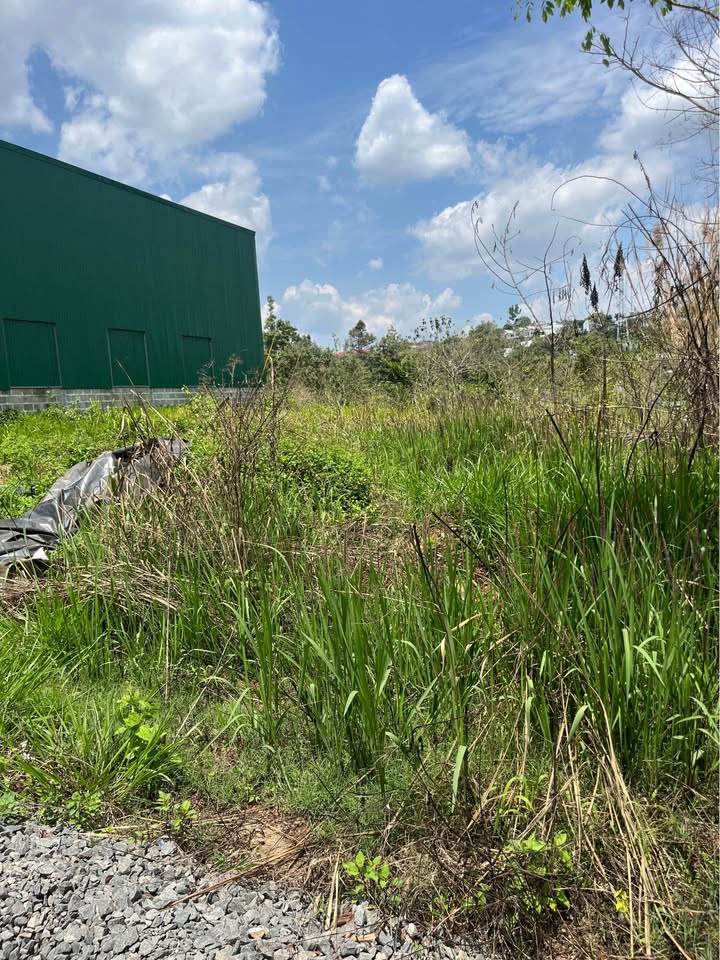 Đất Vàng Bảo Lộc 437m² - Sổ Sẵn, Đường Nhựa, Giá Hấp Dẫn 2 Tỷ