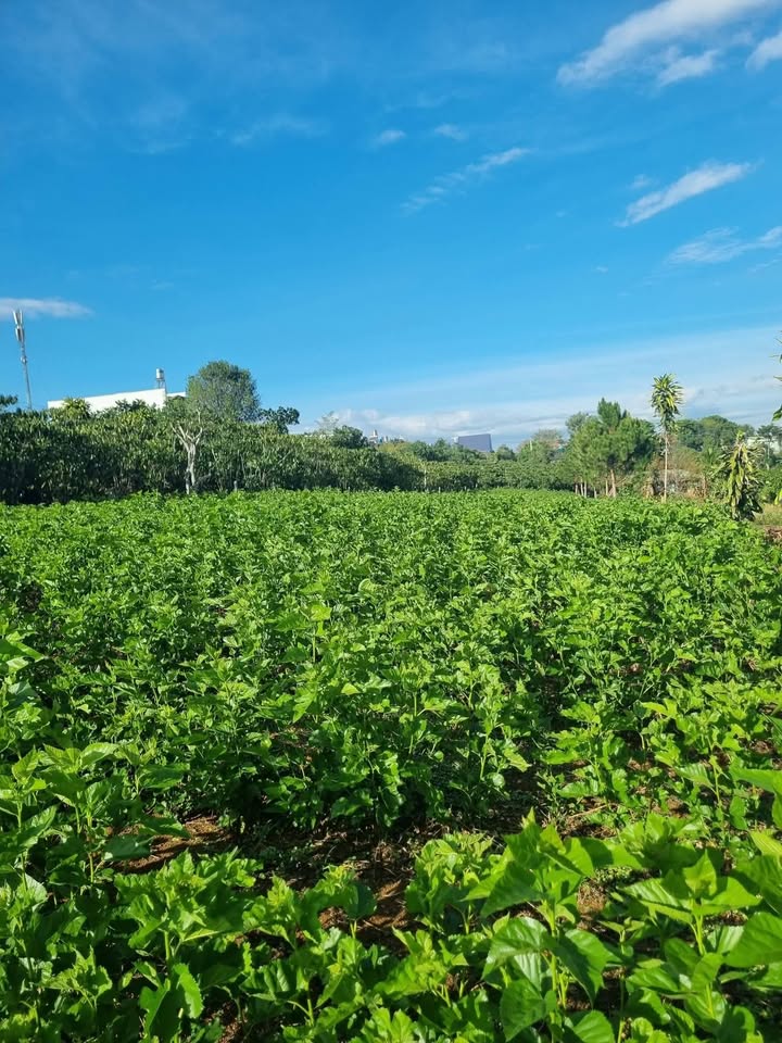 Bán Gấp Đất Vàng 504m² Mặt Tiền Hẻm Lý Thái Tổ, Bảo Lộc - Giá 3.5 Tỷ