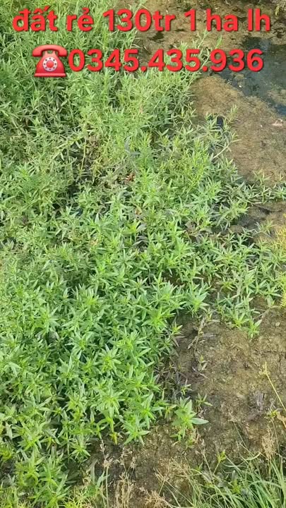 Bán Gấp 10ha Đất Trồng Tiêu, Cà Phê Giá F0 Tại Ia Grai, Gia Lai