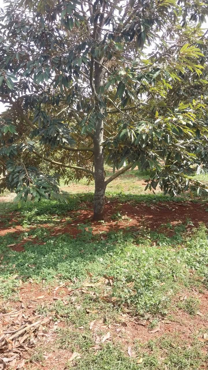 Đất Nền Hàm Tân Bình Thuận 525m² - Góc 2 Mặt Tiền, Sầu Riêng Kinh Tế