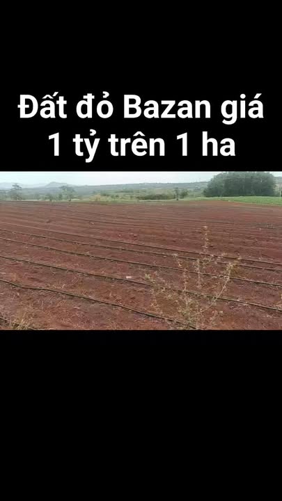 Bán Gấp 8ha Đất Đỏ Bazan Gia Lai - Sẵn Sàng Khai Thác, Giá Đầu Tư