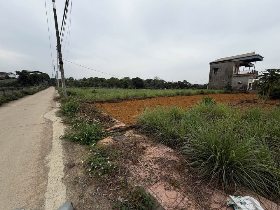 Bán đất 247m² trục chính thôn Hoà Trúc, Quốc Oai - Sẵn sổ, ô tô tránh