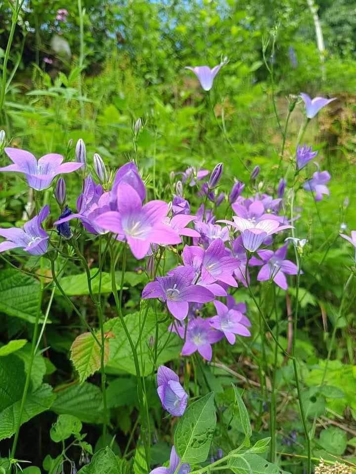 Đất nền KĐT Hưng Hoà, Hà Nam 75m² - Giá tốt nhất, pháp lý chuẩn