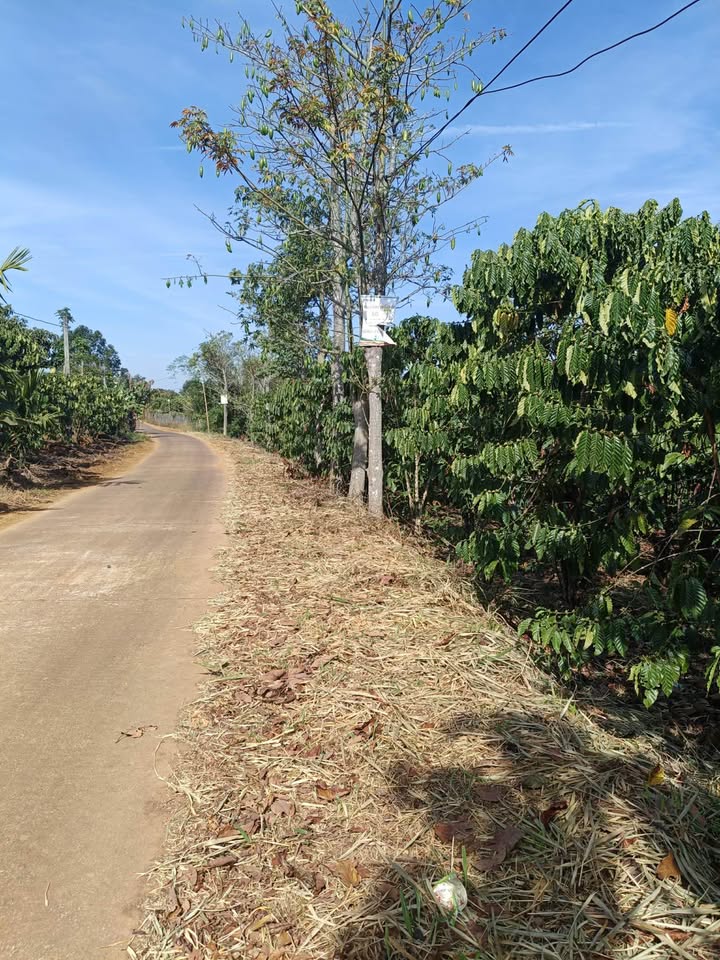 Bán Đất Vườn Đắk Nông 3.5ha - Trồng Sầu Riêng, Cà Phê - Sổ Hồng