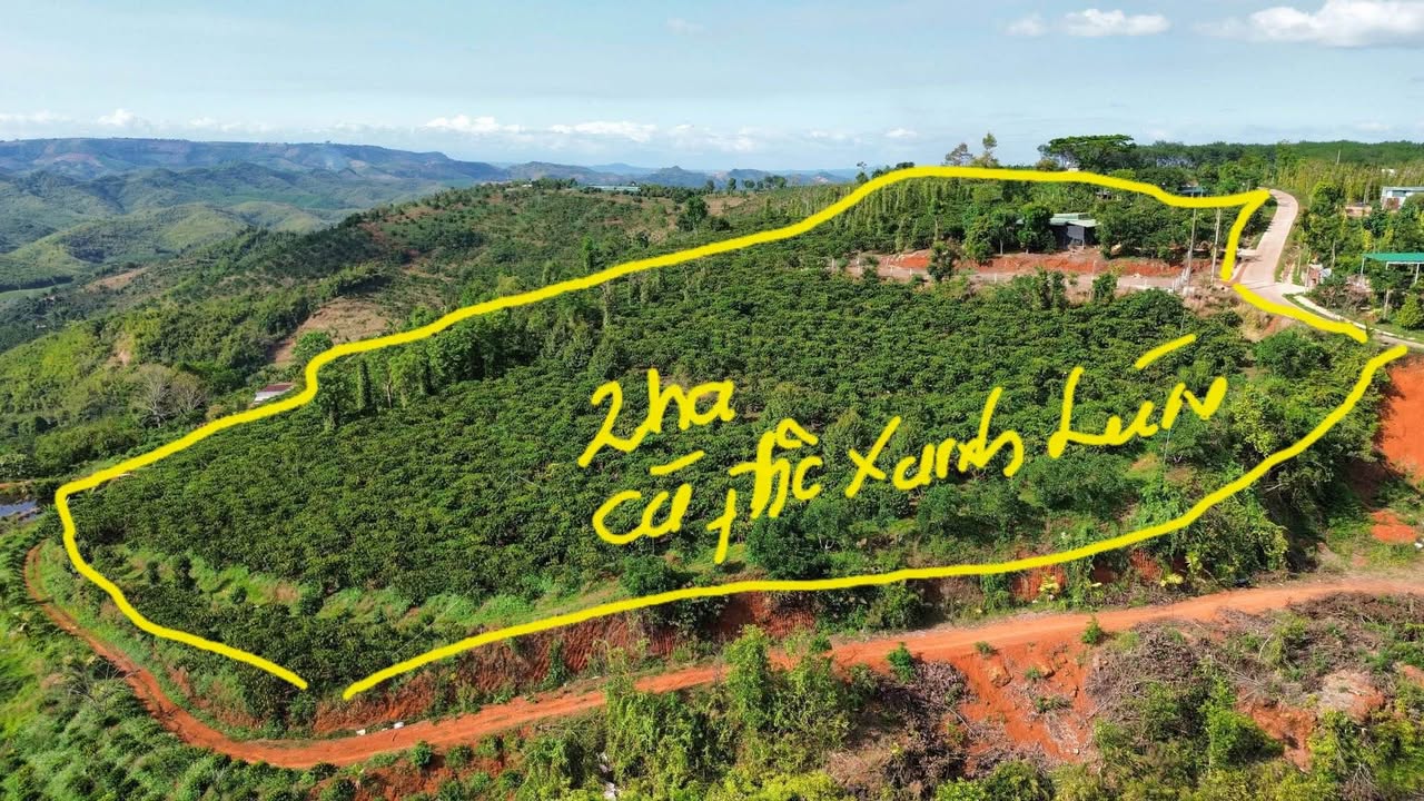 Farm 2ha Đắk Nông - Lô Đất Vàng Quảng Khê, Sẵn Sàng Thu Lợi Nhuận