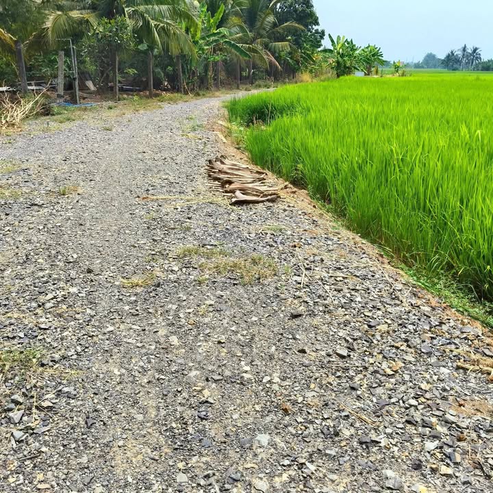 Đất Vườn 1300m² Mặt Tiền Đường Xe Hơi Tân An, Long An - Giá 1.3 Tỷ