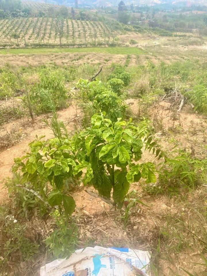 Bán Gấp Farm 13000m² Đắk Ruồng, Kon Tum - Sẵn Sàng Khai Thác