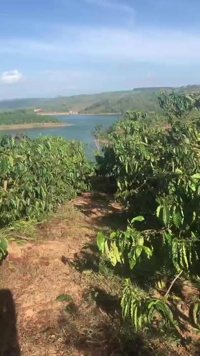 Farm 45.600m² Đắk Nông - 1.5 Tỷ - Kinh Doanh Cà Phê, Xe Hơi Vào Tận Nơi