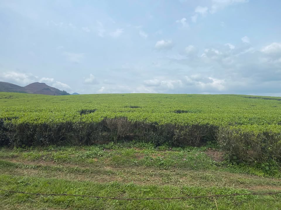 Bán Đất Nền Mộc Châu 17.000m² - Đầu Tư Resort, Homestay Giá Tốt