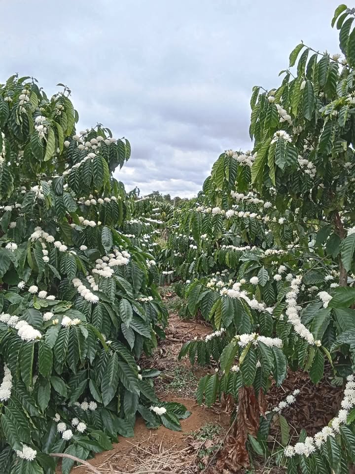 Bán rẫy 2520m² Tỉnh Đắk Nông - Sẵn Vườn Ôm Suối, Giá 1.6 Tỷ