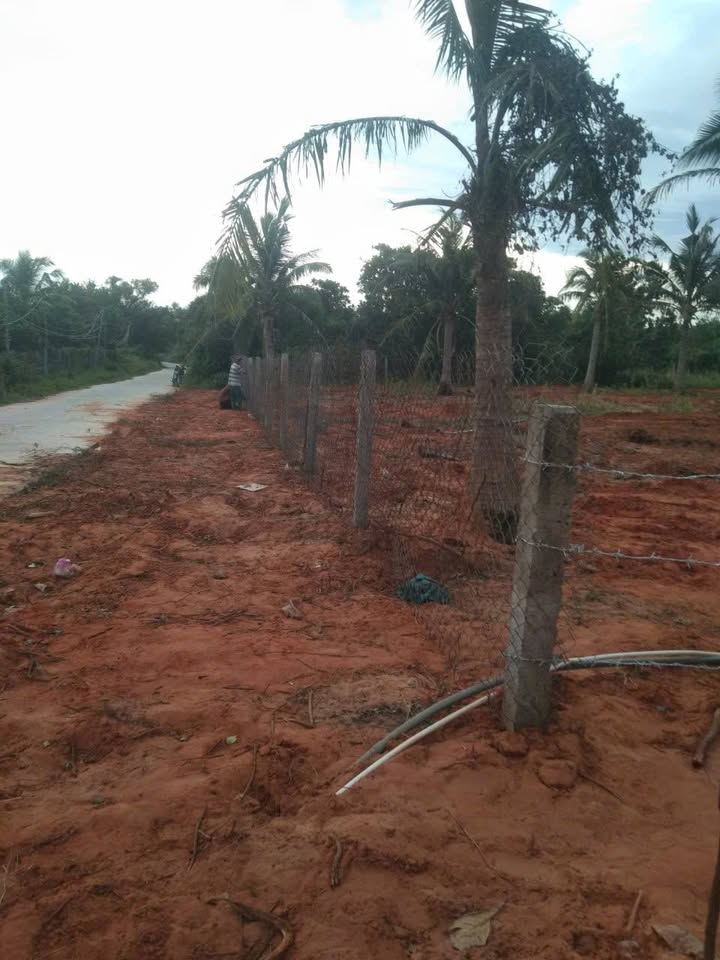 Bán Gấp Farm 10800m² Thôn Thiện Bình, Phan Thiết - 50 Cây Dừa, Giá 6 Tỷ