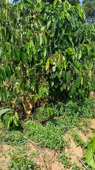 Đất Vườn Đắk Nông 10.000m² - Giá Đầu Tư 1.1 Tỷ