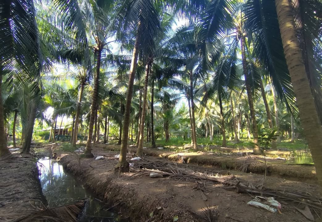 Đất Vườn 2500m² Bến Tre - Hơn 150 Gốc Dừa Cho Trái Ổn Định, Giá 1.5 Tỷ