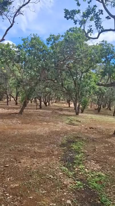 Bán Gấp Đất Vườn 6600m² Xã Thọ Sơn, Bình Phước - Sẵn Nước, Phong Thủy Tốt