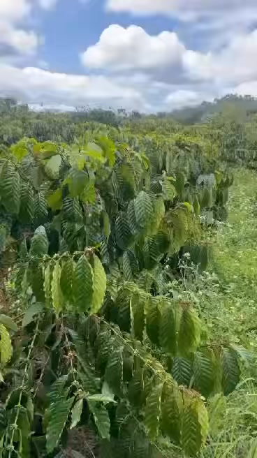 Đất Vườn Đắk Mil 7000m² - Sổ Hồng Sẵn Sàng - Giá Đầu Tư 2.2 Tỷ