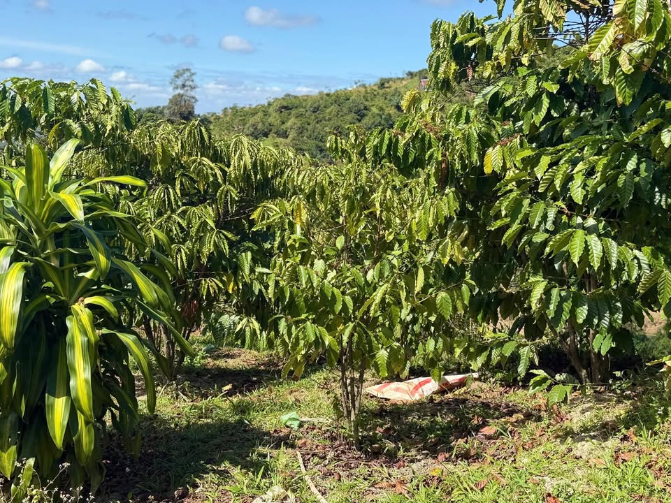 Bán Đất Cà Phê 2160m² Sổ Hồng Tại Lộc Bắc, Bảo Lâm - Giá 900 Triệu