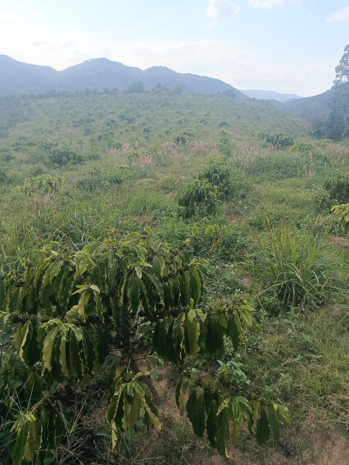 Bán Đất Vườn Lâm Hà 8100m² - Giá 2.5 Tỷ, Đất Bằng Phẳng, Sẵn Sổ