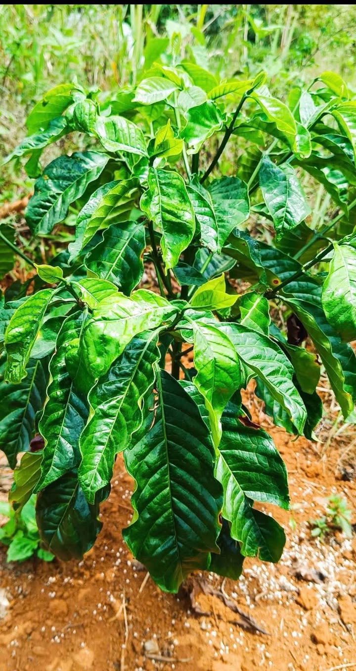 Đất Lộc Phú, Lâm Đồng - 14400m² Mặt Tiền Đường Nhựa, Giá 1.35 Tỷ