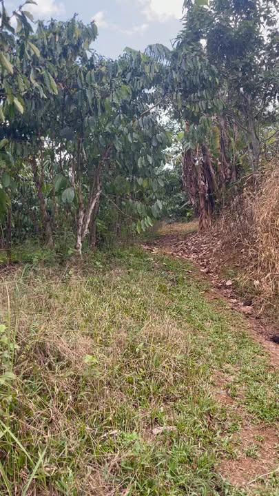 Đất Nền Đinh Trang Hòa, Di Linh 2520m² - Giá Đầu Tư 550 Triệu