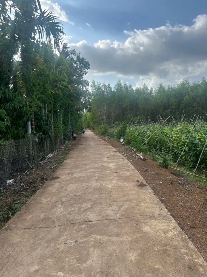 Bán Đất Vườn Đồng Nai 5000m² - Sổ Hồng 50% Tại Cẩm Mỹ