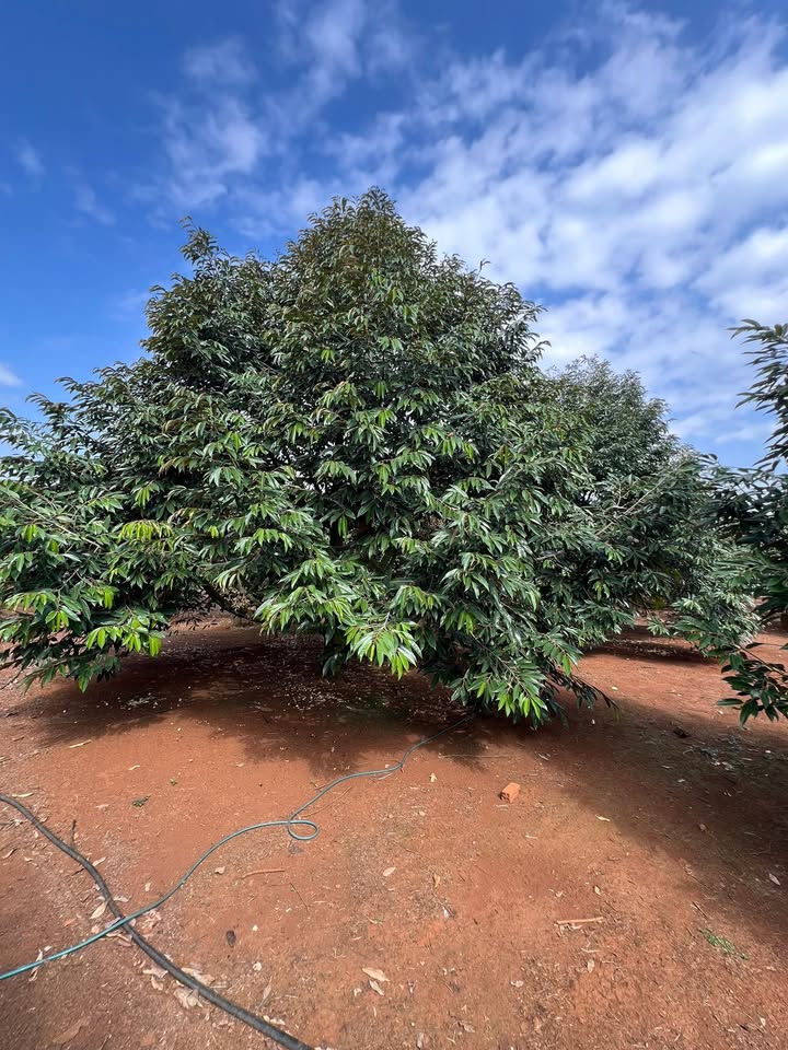 Đất Vườn Nghỉ Dưỡng 10500m² Mặt Tiền Suối - Trung Tâm Bảo Bình, Cẩm Mỹ