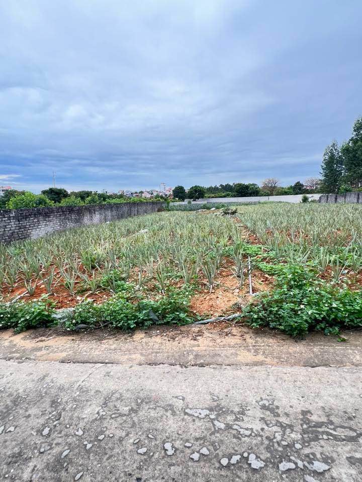 Bán Đất Lục Nam 100m² - Đường Thông, Gần KCN, Giá 850 Triệu