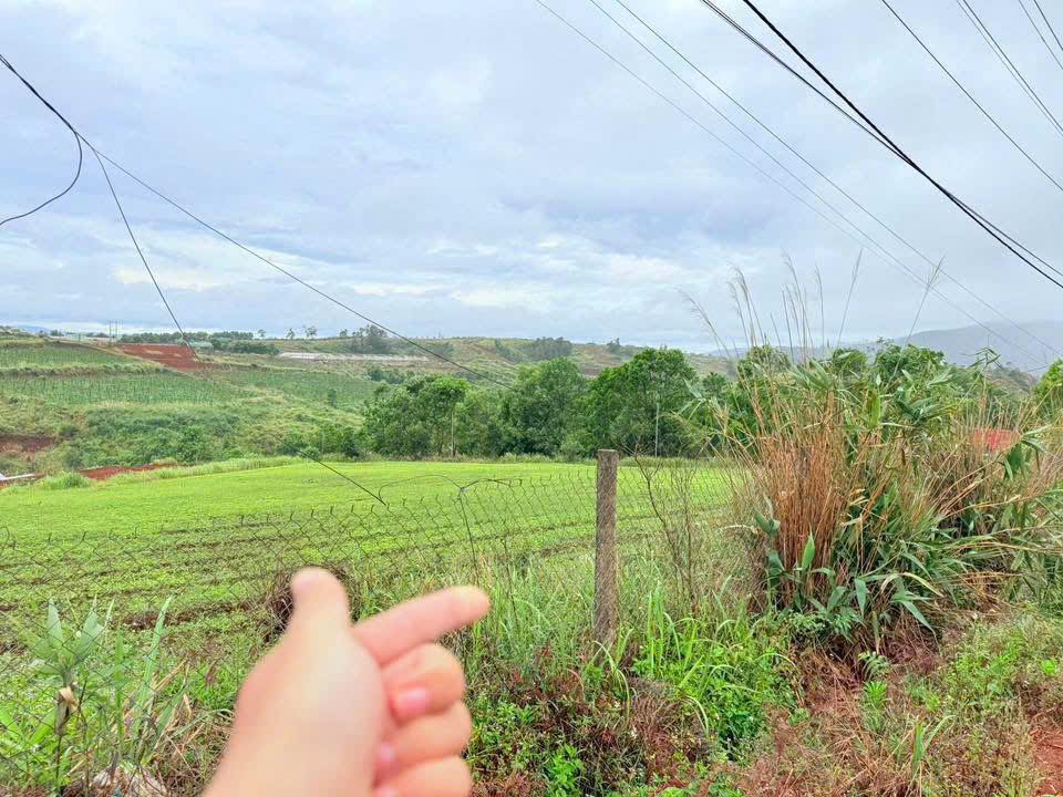 Bán Gấp Farm 10.000m² Măng Đen - Mặt Tiền 70m - Giá 7 Tỷ