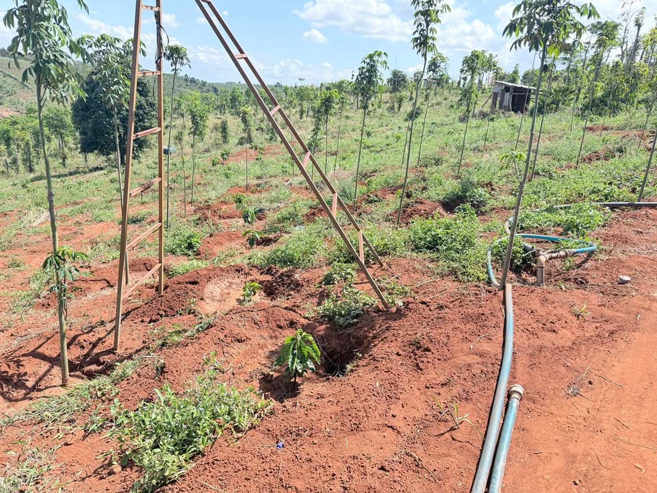 Đất Vườn Đắk Nông 7360m² - Sẵn Cà Phê, View Hồ Bao La