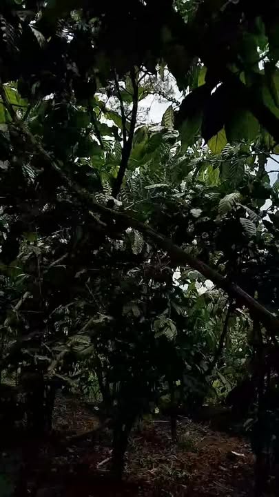 Bán Đất Vườn 2ha Tuyên Quang - Đất Đỏ Bazan, Sẵn Sổ Đỏ