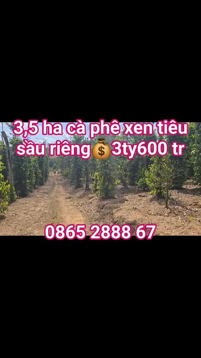 Bán Gấp Farm 3.5ha Đăk Mil, Đăk Nông - 3.6 Tỷ, View Đồi Thoải Mái