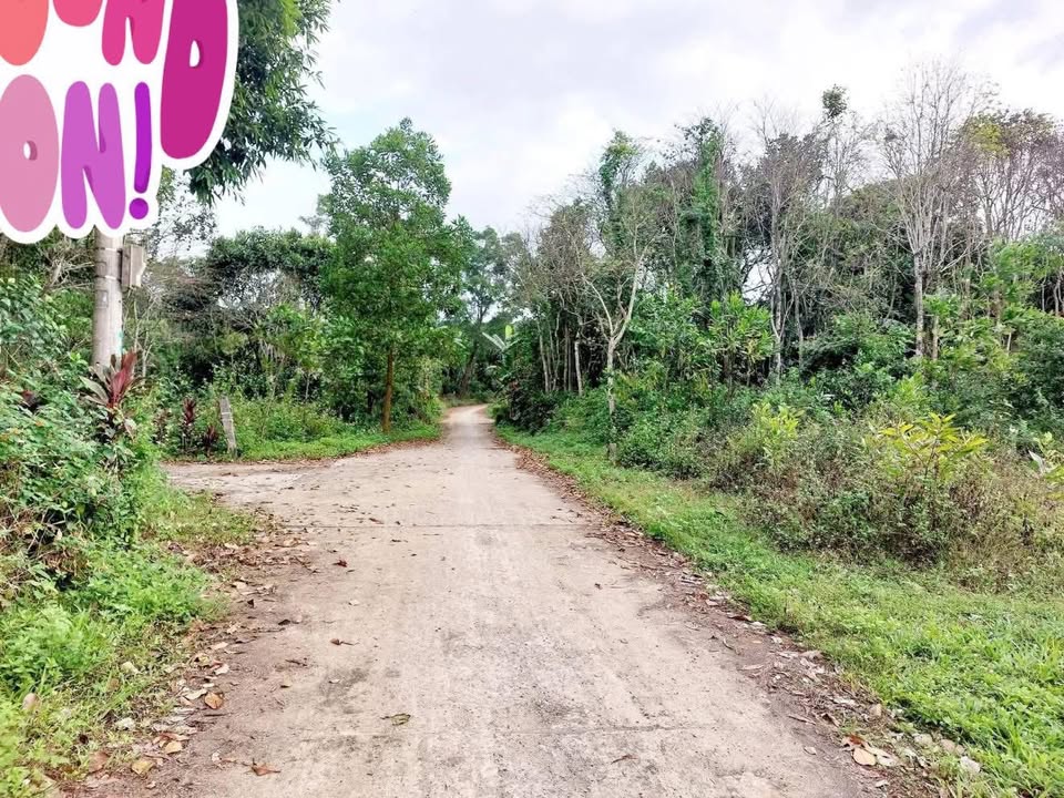 Đất Nền Triệu Phong Quảng Trị - 73m² Thổ Cư, 6x26m - Giá 3xx Triệu