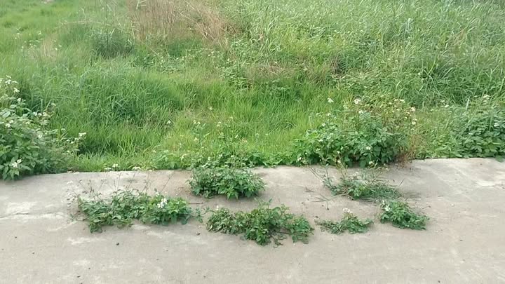 Đất Mê Linh 100m² - Sổ Đỏ Thổ Cư, Sát Đường 48m, Gần KĐT HUD & Sun Group