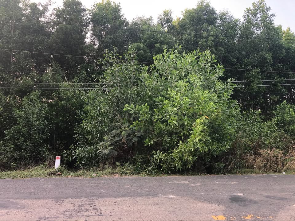 Đất nền Hương lộ 23 Đức Huệ 1104m² - Cơ hội đầu tư sinh lời