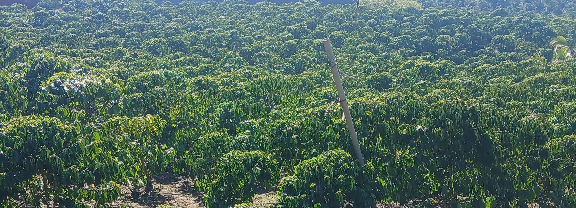 Bán Gấp Đất Vườn 1.6ha - Lâm Hà, Lâm Đồng - Giá 4.7 Tỷ