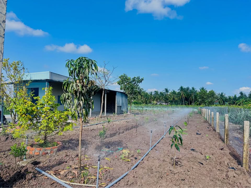Farm mini Tiền Giang 1000m² - Vườn cây trái, ao cá, sổ hồng - Giá 1.79 tỷ