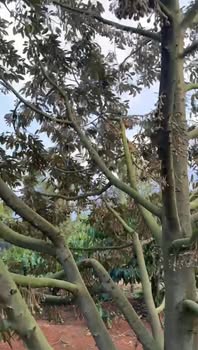 Bán Rẫy Sầu Riêng 2125m² Đắk Lắk - Sẵn Sàng Thu Hoạch, Giá Tốt