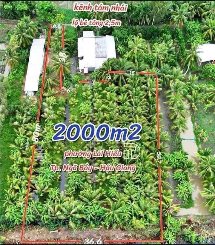 Bán Gấp Đất Vườn 2000m² Cần Thơ - Trồng Dừa Xiêm Sẵn Trái, Giá 800 Triệu