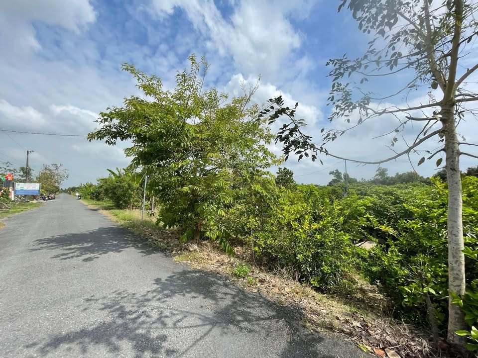 Bán Gấp 5325m² Đất Vườn Vàm Bi, Cần Thơ - Sổ Hồng Rõ Ràng