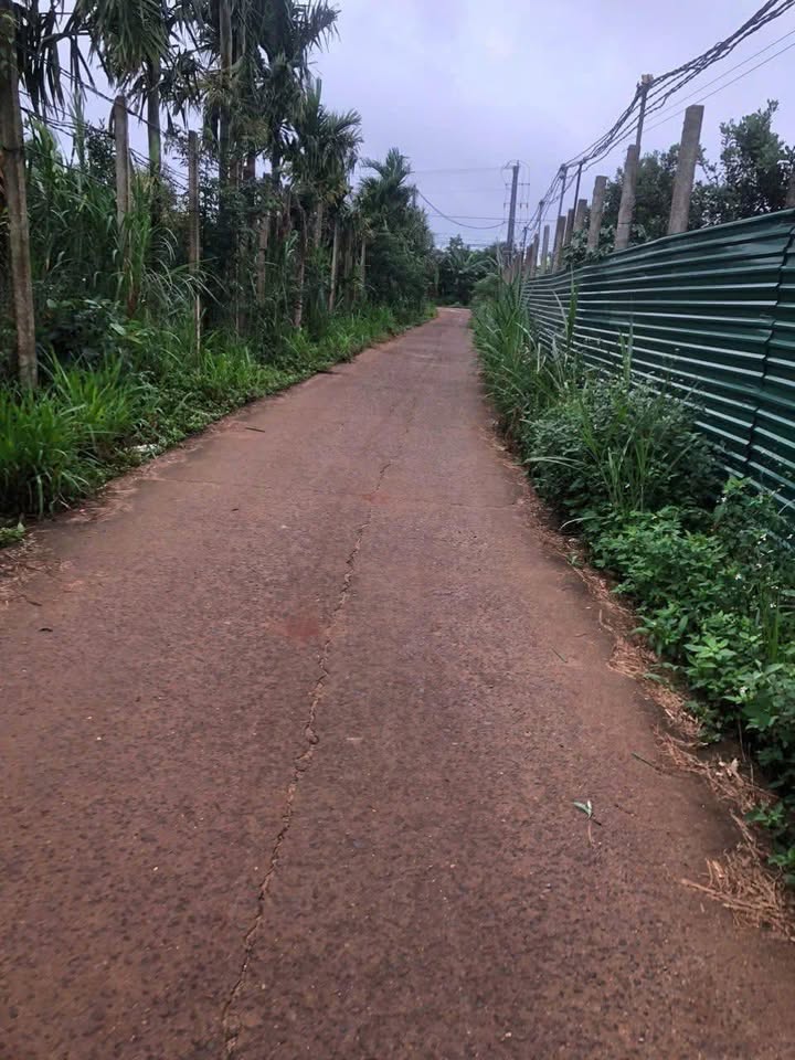 Đất Vàng Krông Năng, Đắk Lắk - 1350m² Sổ Đỏ, Giá Đầu Tư 2.7 Tỷ