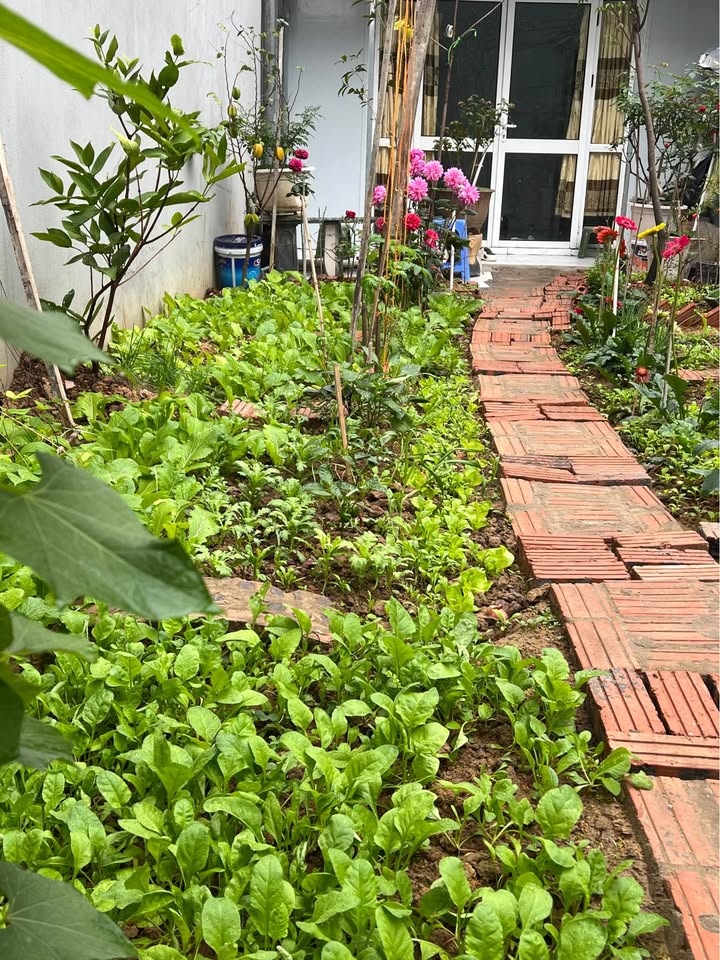 Bán đất Mê Linh 50m² giá nhỉnh 3x tỷ - Ô tô vào nhà