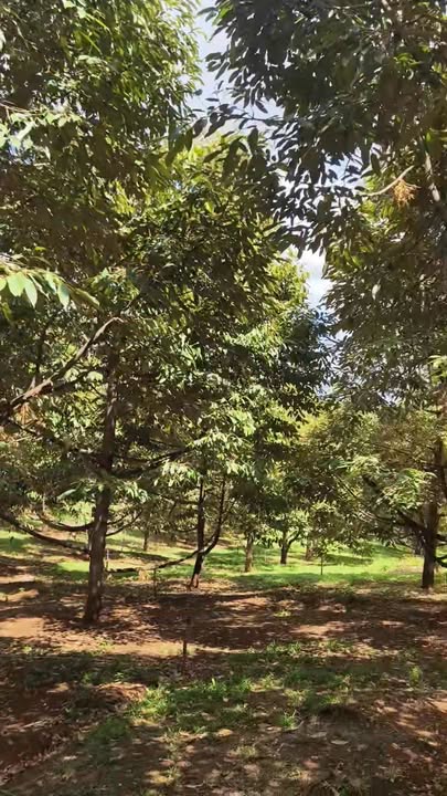 Bán Gấp 1.2 Hecta Sầu Riêng Thu Chính Tại Thọ Sơn, Bình Phước - Mặt Tiền Đường Bê Tông 100m