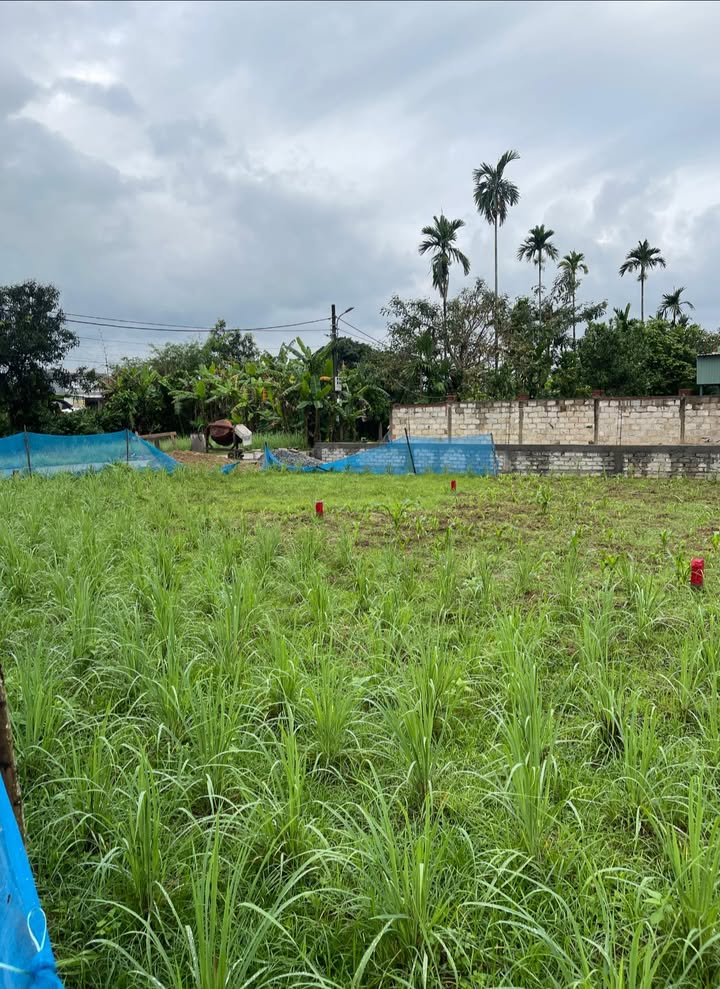 Đất Nền Hòa Khương Đà Nẵng 129m² - Sổ Đỏ Rõ Ràng, Giá Đầu Tư 9xx Triệu