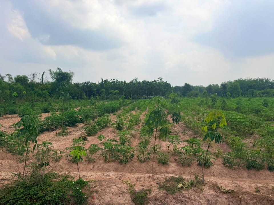 Đất Vườn 2800m² Mặt Tiền Đường Nhựa Gò Dầu, Tây Ninh - Giá 4 Tỷ