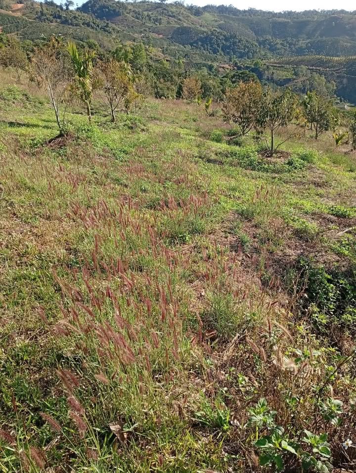 Cho thuê 20.000m² đất farm tại Lâm Hà - Sầu riêng năm 2, đường xe hơi