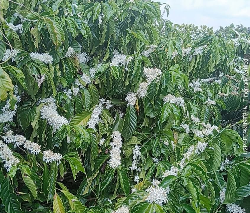 Bán Đất Vườn 4000m² Lâm Hà - Sẵn Sàng Đầu Tư Sinh Lời