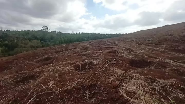 Bán Đất Vườn Đắk Lắk 20.300m² - Sẵn Sổ Hồng, Chất Đất Bazan Màu Mỡ