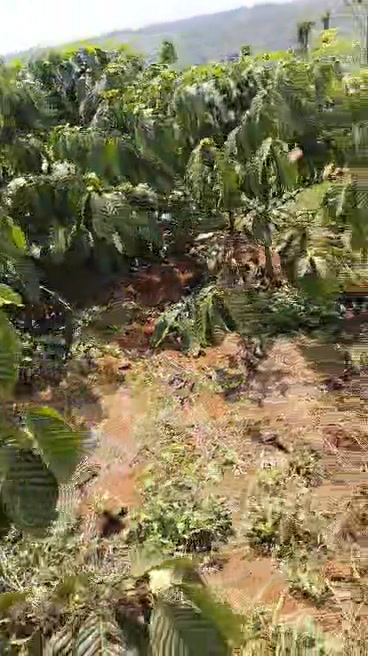 Bán gấp 1 hecta đất trồng cà phê, tiêu tại Krông Pắc, Đắk Lắk - 1.7 tỷ