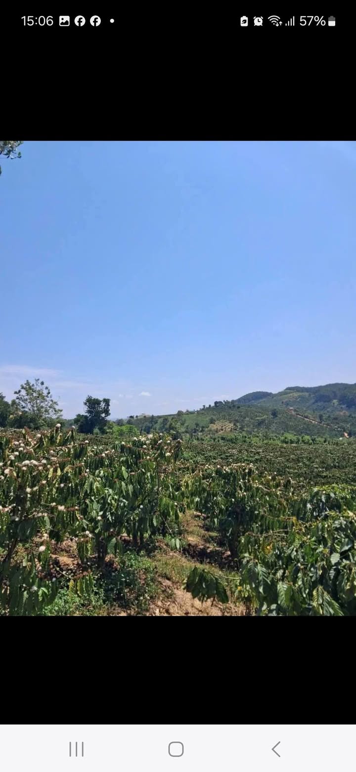 Bán Gấp Đất Vườn Cà Phê 12.000m² Đức Trọng - View Đẹp, Mặt Tiền Lớn