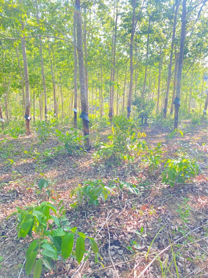 Bán Đất Farm 10.000m² tại Chư Păh, Gia Lai - Sẵn Sàng Trồng Trọt